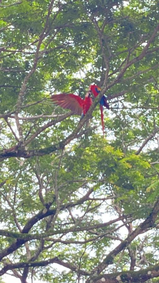 Las Plumas De Cabuya Cabuya  Екстер'єр фото